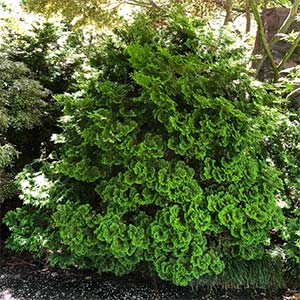 Chamaecyparis obtusa Nana