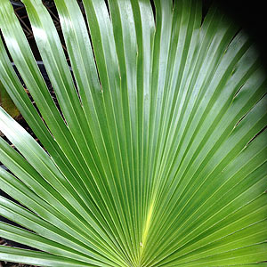 Chinese Fan Palm