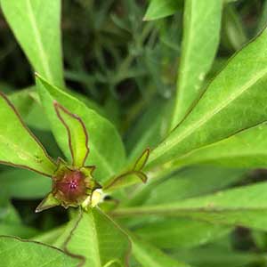 Chocolate Cosmos - Foliage