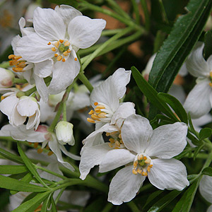 Choisya ternata - Mexican Orange Blossom