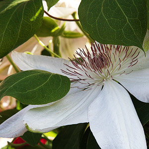 Clematis 'Henryi'