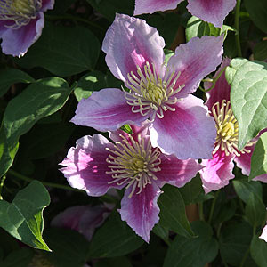 Clematis Piilu- Early flowering pink clematis.