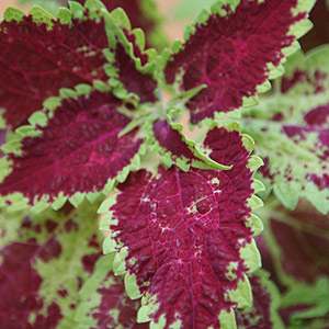 Coleus blumei Hybrid