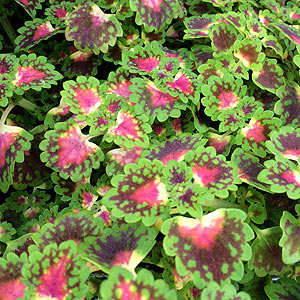 Coleus 'Lava Rose'