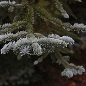 Conifer Tree Foliage