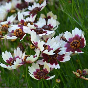 Coreopsis verticillata Hybrid