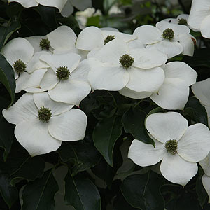 Cornus kousa Trinity Star