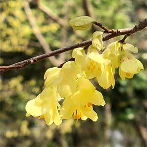 Corylopsis pauciflora