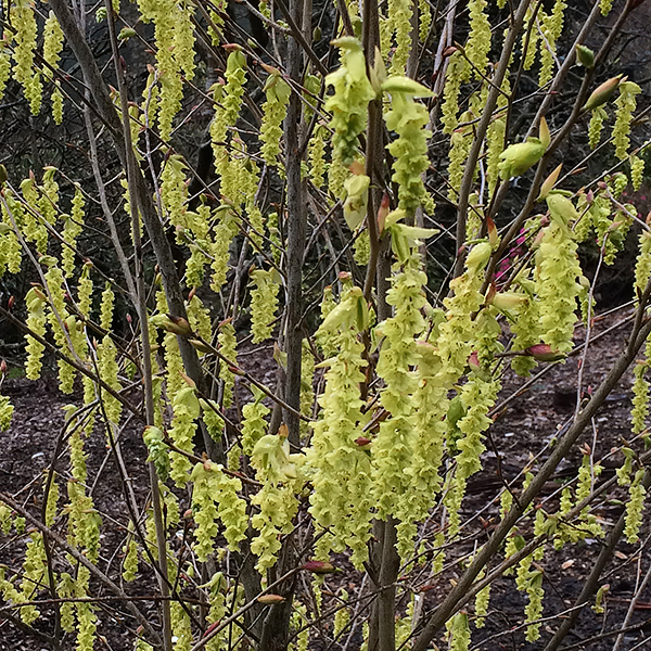 Corylopsis spicata