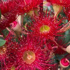 Eucalyptus ficifolia / Corymbia ficifolia - Red Flowering Gum, Albany Red Flowering  Gum - Quinta dos Ouriques