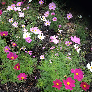 Cosmos Flowers