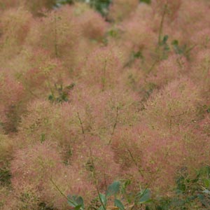 Cotinus coggygria 'Smoke Tree'