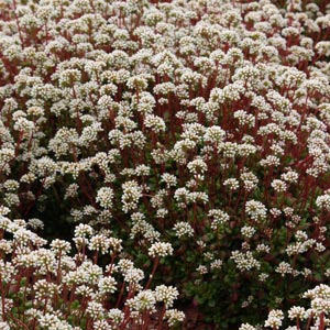 Crassula atropurpurea