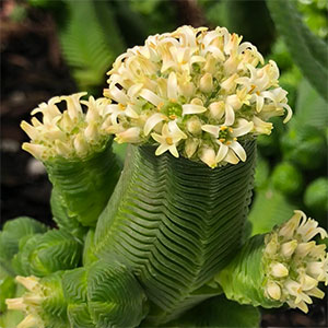 Crassula quadrangularis