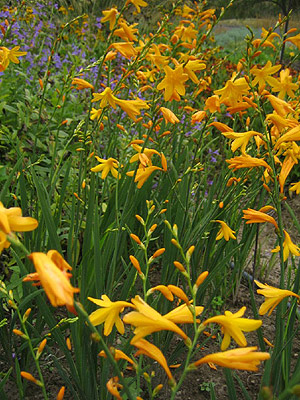 Crocosmia masoniorum