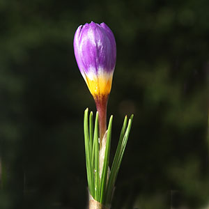 Crocus sieberi Tricolor Bud