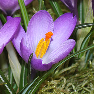 Crocus vernus