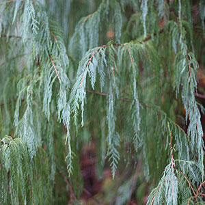 Cupressus cashmeriana or 'Kashmir Cypress'