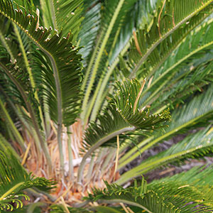 Cycas revoluta