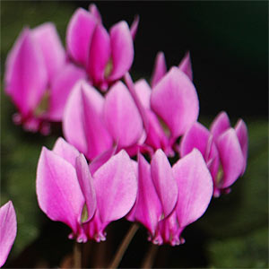 Cyclamen hederifolium