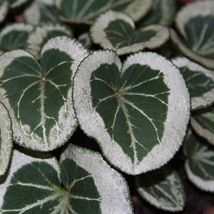 Cyclamen persicum - Dwarf cultivar foliage