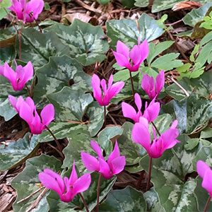 Cyclamen repandum