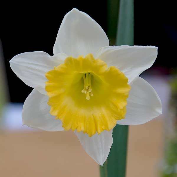 Daffodil Flower - Yellow and White