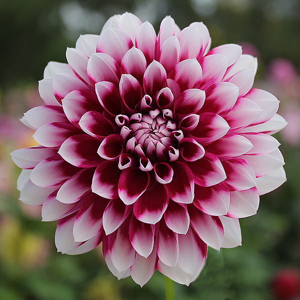 Dahlia Flower