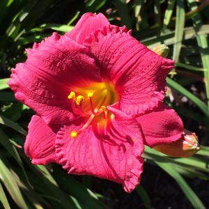 Daylily Flower