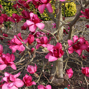 Deciduous Magnolia in Flower