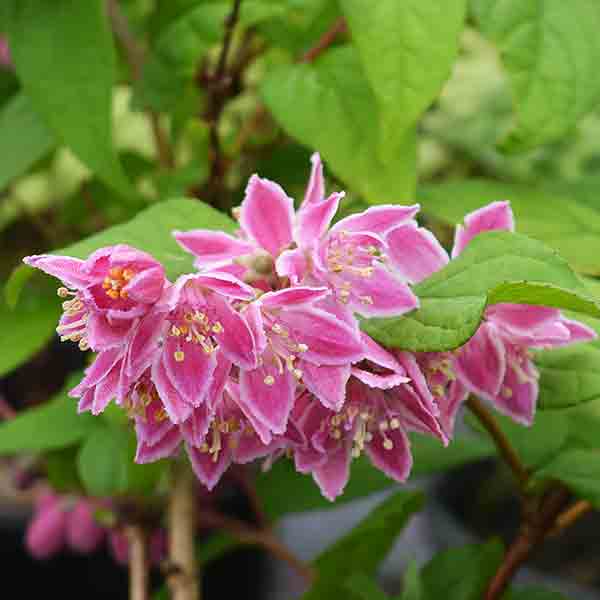 Deutzia magicien