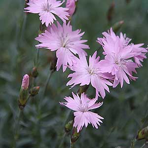 Dianthus gratianopolitanus is the 'Cheddar Pink'