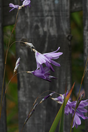 Dierama pulcherrimum / Angel's Fishing Rod / Evergreen Perennial / 30 Seeds