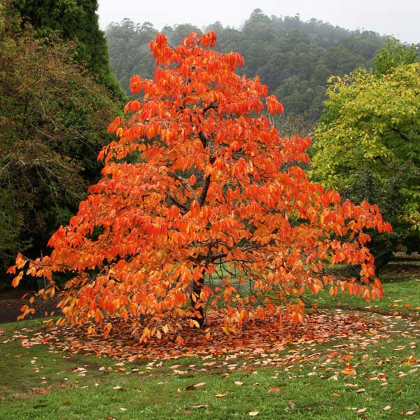 Diospyros kaki - Japanese Persimmon Tree