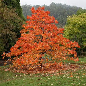 Diospyros kaki - An excellent smaller growing tree.