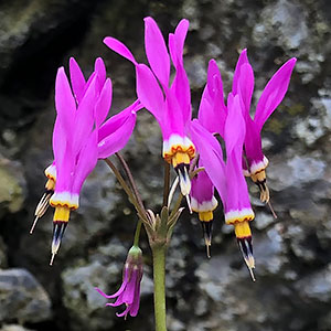 Dodecatheon meadia