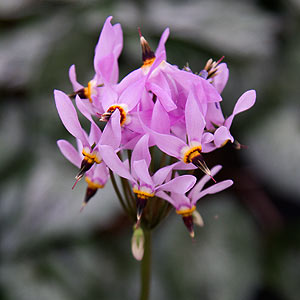 Dodecatheon meadia 'Queen Victoria'