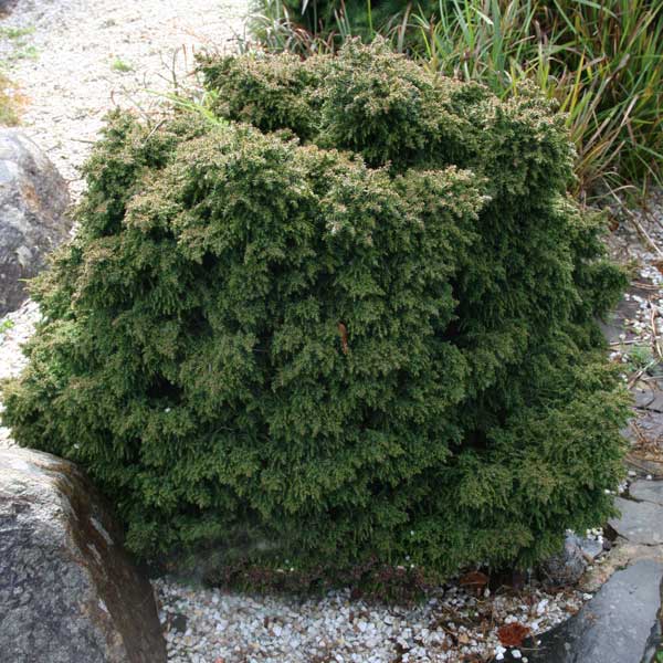 Dwarf Conifer