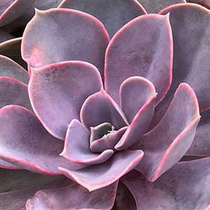 Echeveria Perle Von Nurnberg