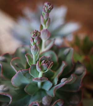 Echeveria Raindrops