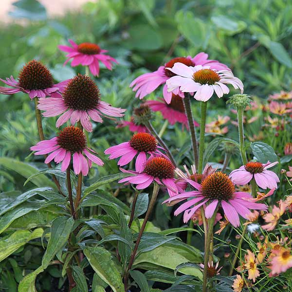 Echinacea in the Garden Border