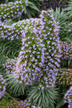 Echium candicans - The Pride of Madeira