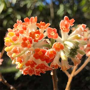 Edgeworthia chrysantha ' Red Dragon'