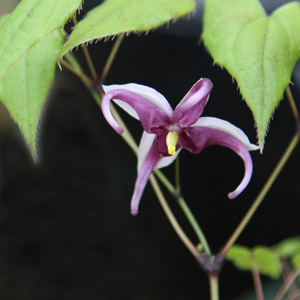 Epimedium acuminatum