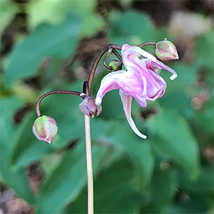 Epimedium grandiflorum