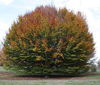 Fagus sylvatica rotundifolia