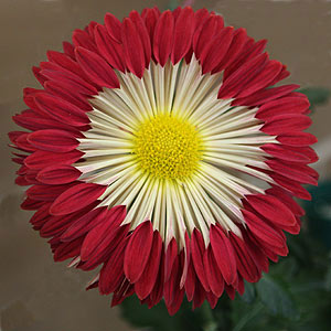 Firewheel Chysanthemum