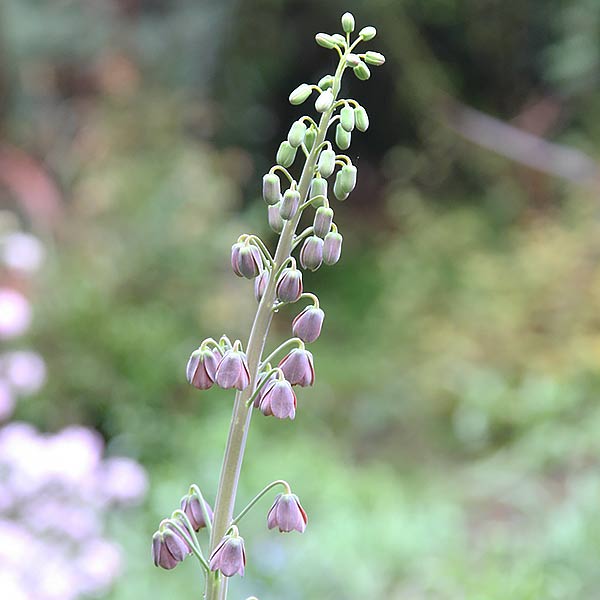 Fritillaria persica