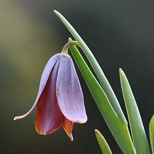 Fritillaria pinardii