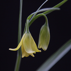 Fritillaria sibthorpiana